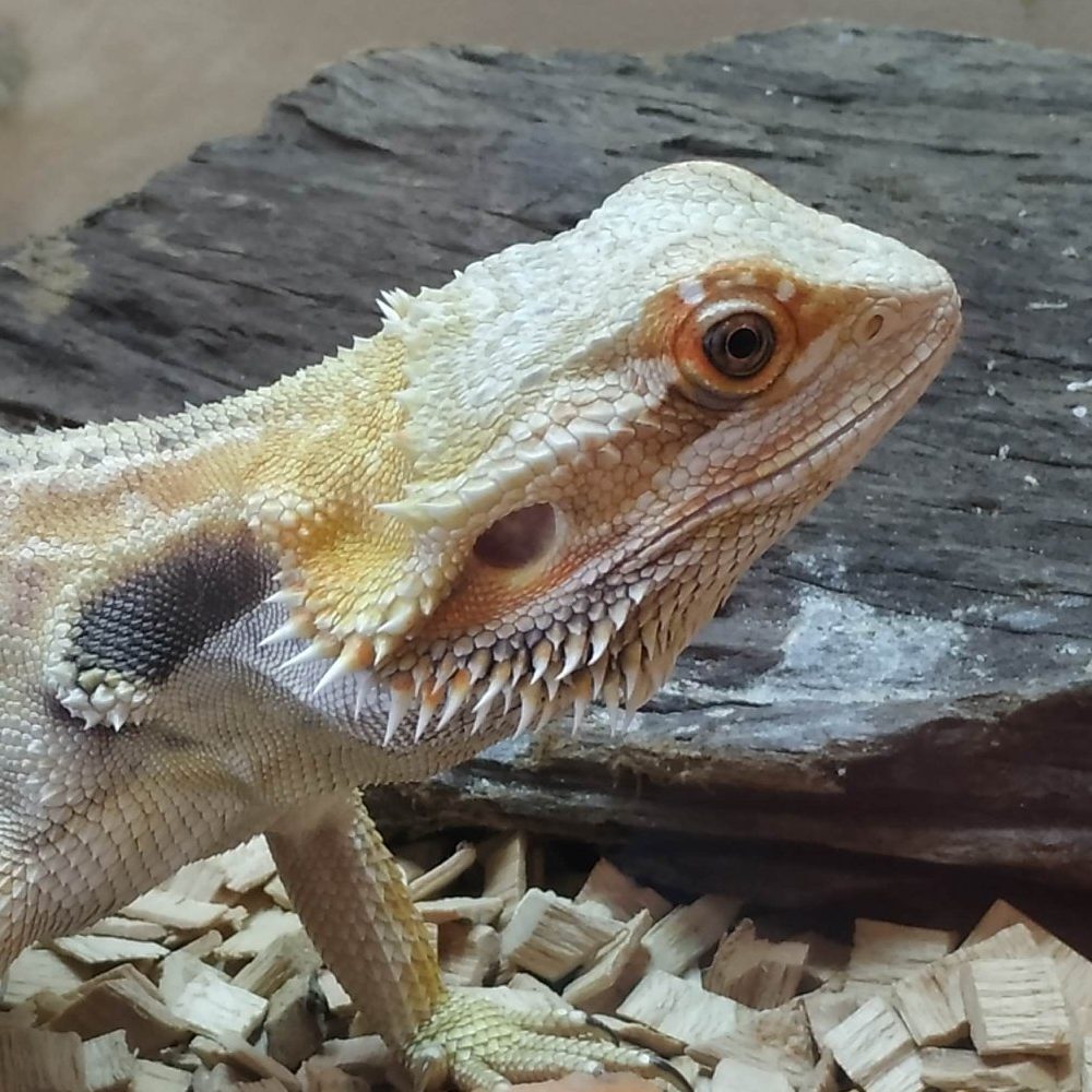 97144180_2742048196060592_7926336997734481920_n